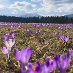 Chalet Tomanova - Premium Dzianisz
