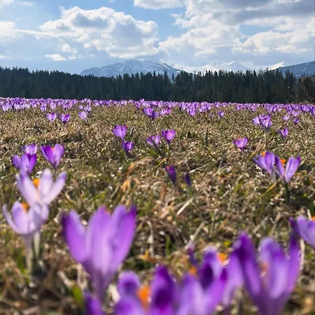 Chalet Tomanova - Premium Dzianisz